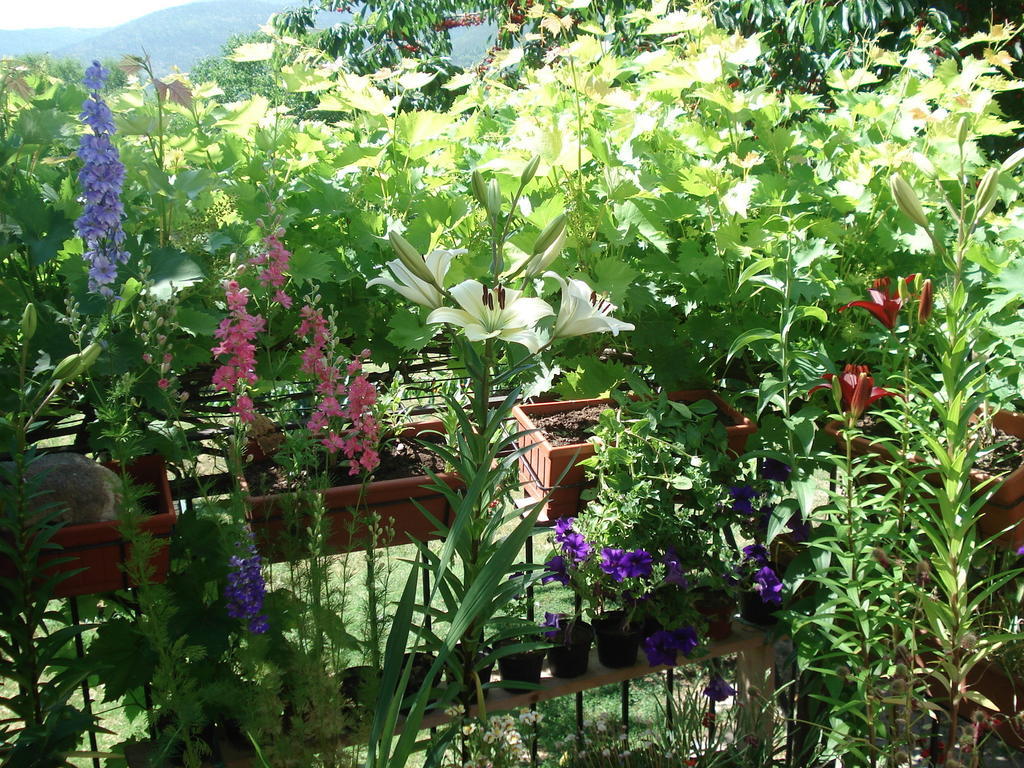 Bed and Breakfast Abruzzo Segreto Navelli Екстер'єр фото